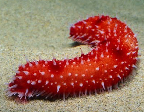 Interesting Sea cucumber Facts